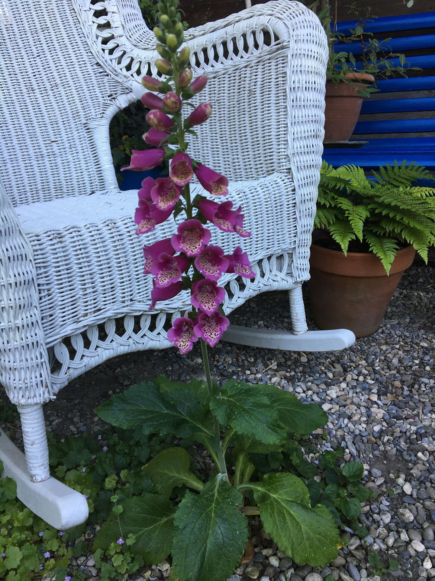 Faszination Garten - Green Art